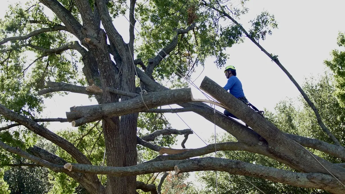 Professional Crown Thinning performed by certified arborists in Winifrede